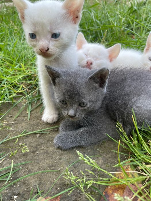 Милі кошенята шукають дім. В хороші руки