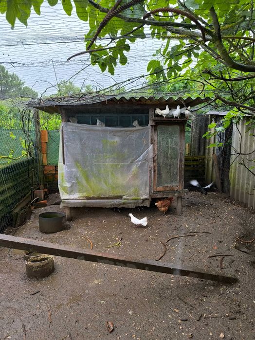 Pombas de leque brancas para casamentos e outros fins..