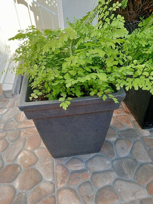 Avenca, planta natural