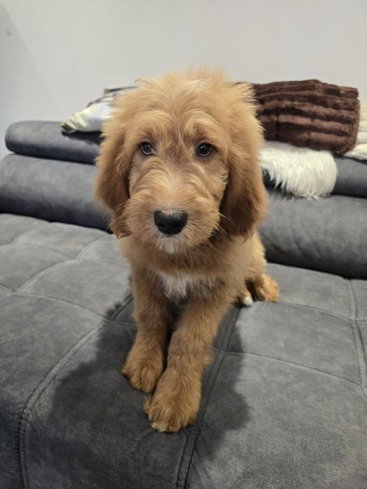 Goldendoodle f1 standard