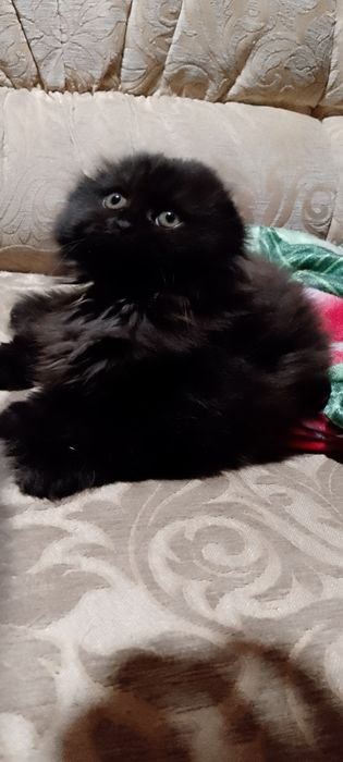 Шотландські кошенята