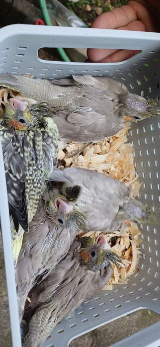 caturas  e  rosicollis  para Criar  a mão
