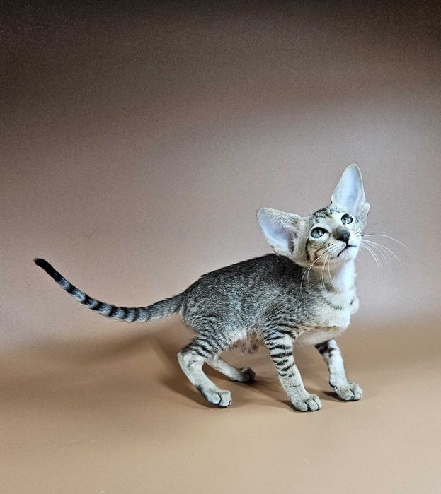 Ориентальный котенок ориентальная девочка Lolly