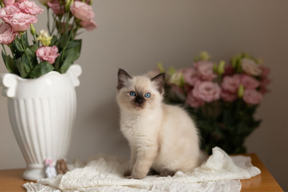 GAYA - koteczka Ragdoll