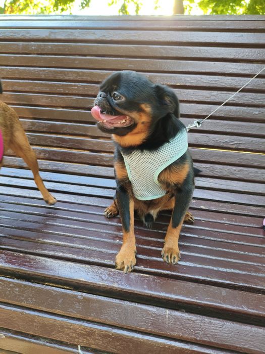 Придлагаеться для в'язки Пті Брабан.Гріфонсон.