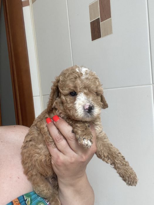 Мальтіпу ф1 та ф2