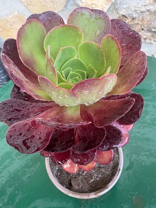 Suculentas Aeonium vários tipos e tamanhos desde 1€