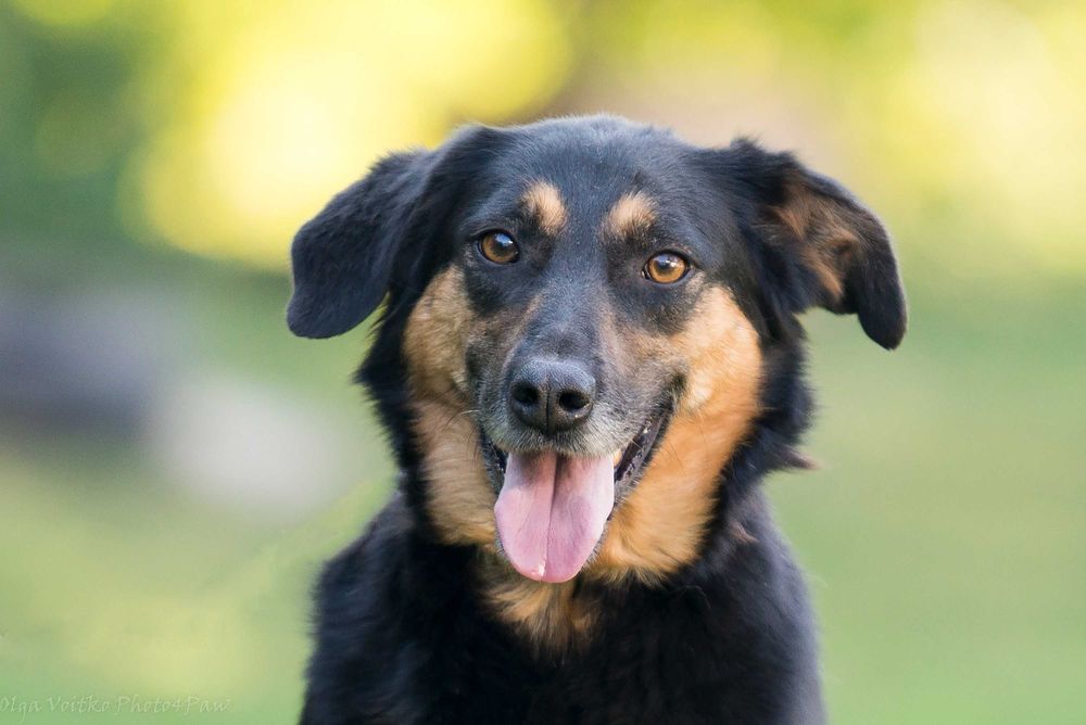 Отдам в хорошие руки послушную собаку Динару.