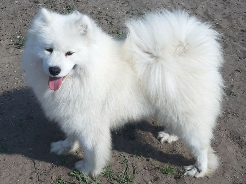 Samoyed zkwp FCI suczka