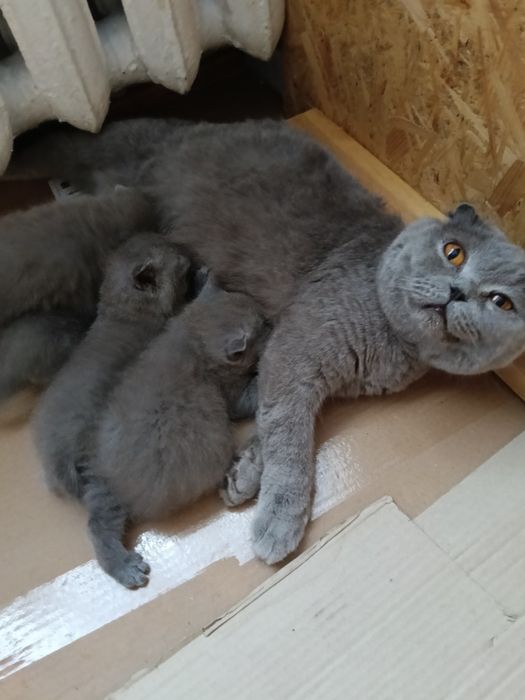 Сімейка шотландців .