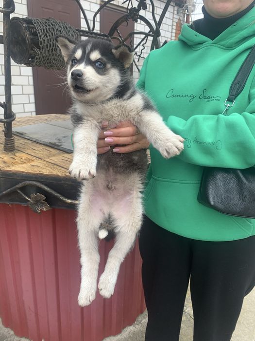 Продам щенят Хаскі