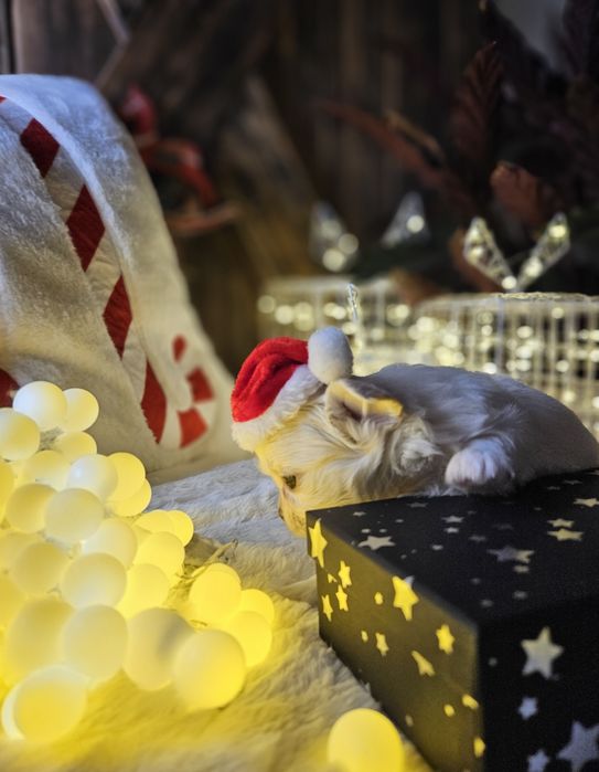 Chihuahua piękna dziewczynka ZAREZERWOWANA  do 31.12