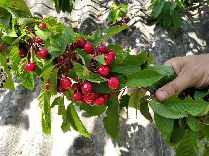 Осмії (декоративні бджоли) для запилення