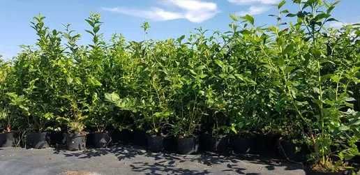 BORÓWKA AMERYKAŃSKA 4-letnia DOSTAWA gratis cały kraj