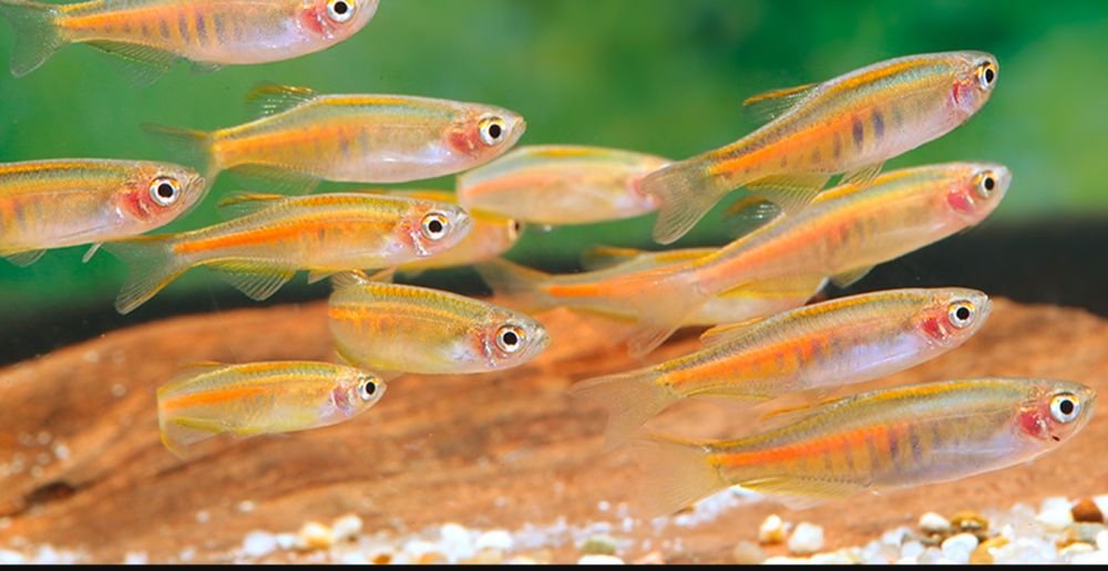 Danio choprai polecam