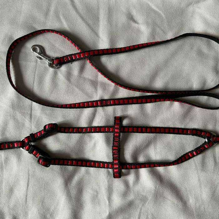 Шлея та повідець для собак малих порід