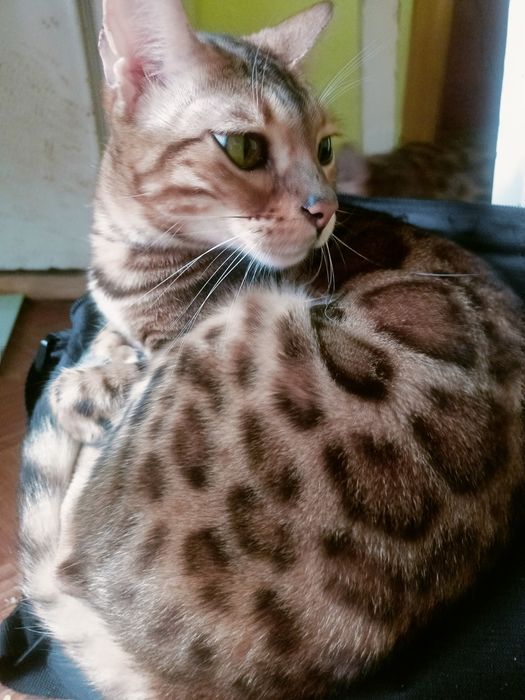 Бенгалка в добрі руки