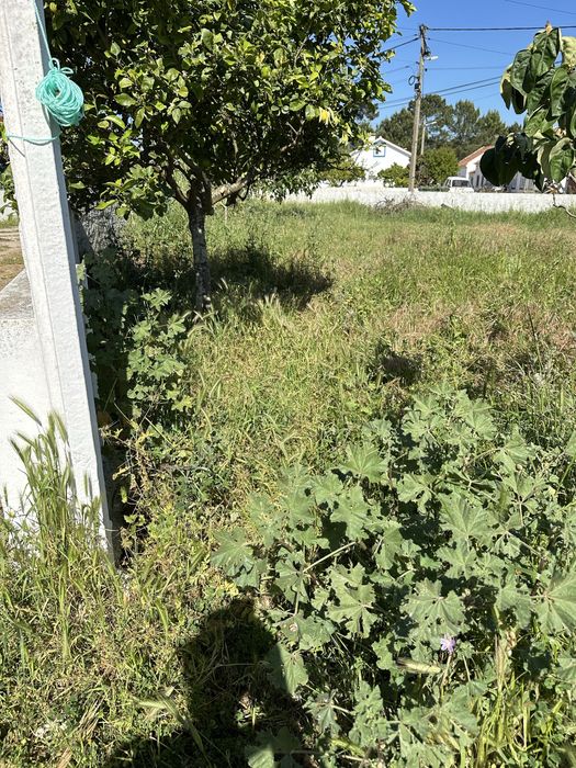 Limpeza terreno e manutenção