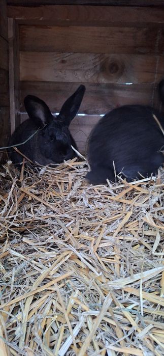 Sprzedam króliki