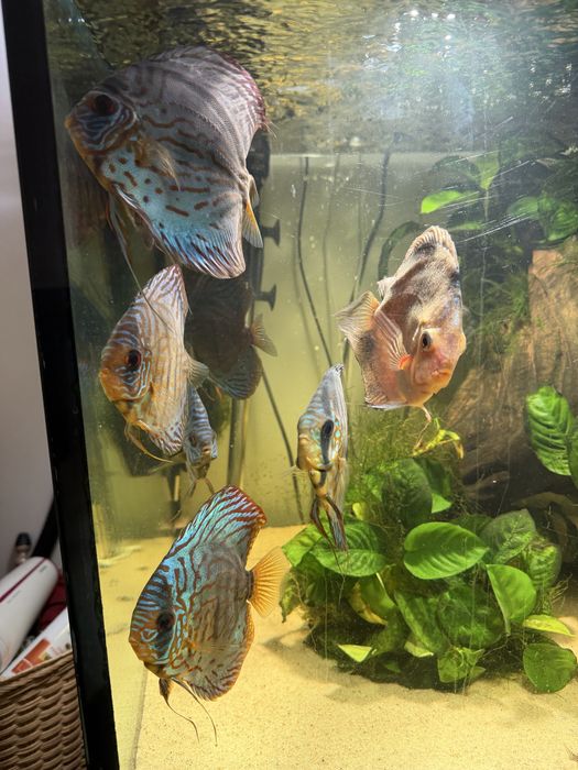 Aquário completo 300L