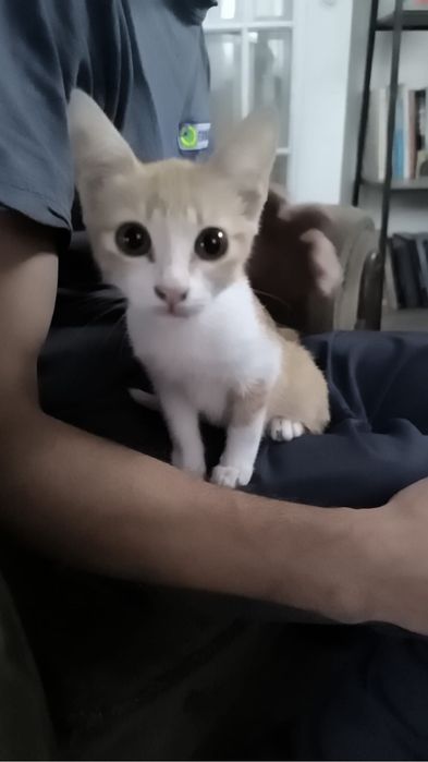 Gato para adopção responsável