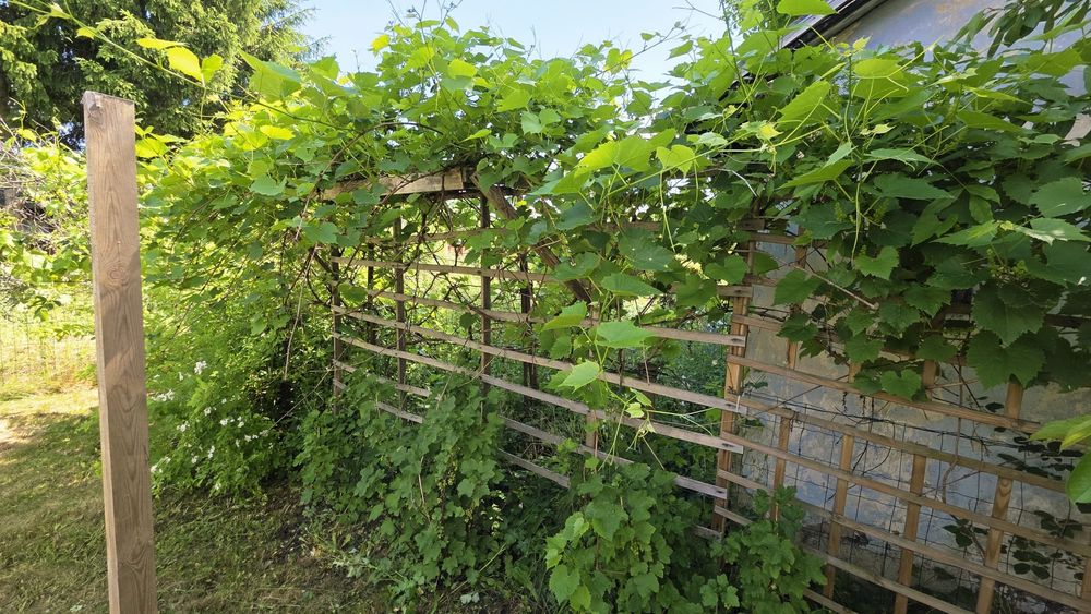 Przepiękny, w pełni zagospodarowany ogródek działkowy (ROD Czerwone Maki Wrocław) – 270 m² - Widok 4
