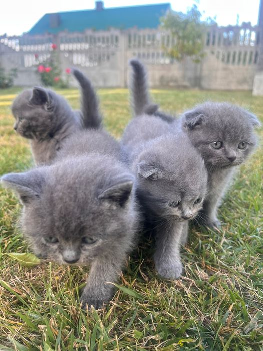 Грайливі кошенята британської породи