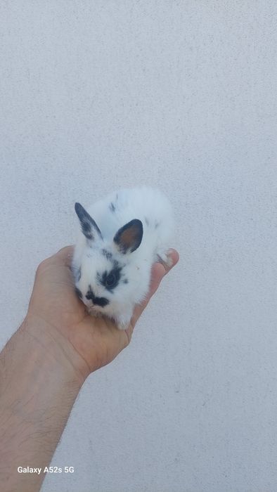 Coelhos anões  de qualidade