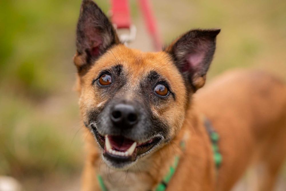 Luvar - skrzywdzony przez los tylko do dobrego domu