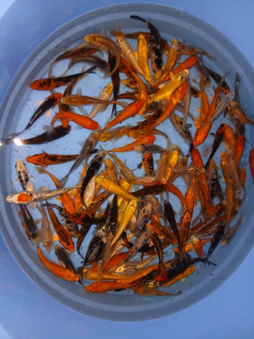 Carpas koi 7/9cm