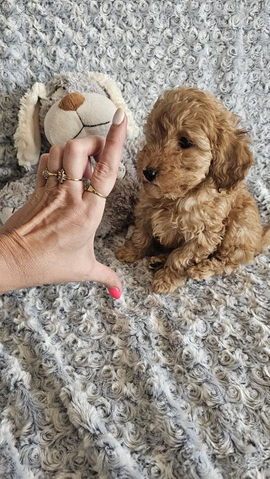 Pudel Toy (Teacup) XS  Płowy Red pakiet badań genetycznych (N/N