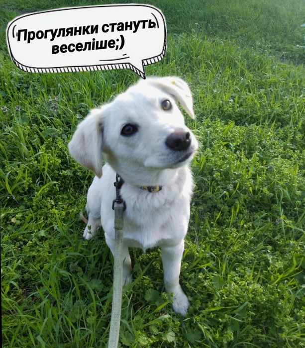 Я очень жду своих хозяев!