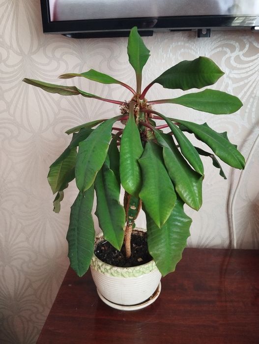 Молочай ,вазон ,комнатный цветок