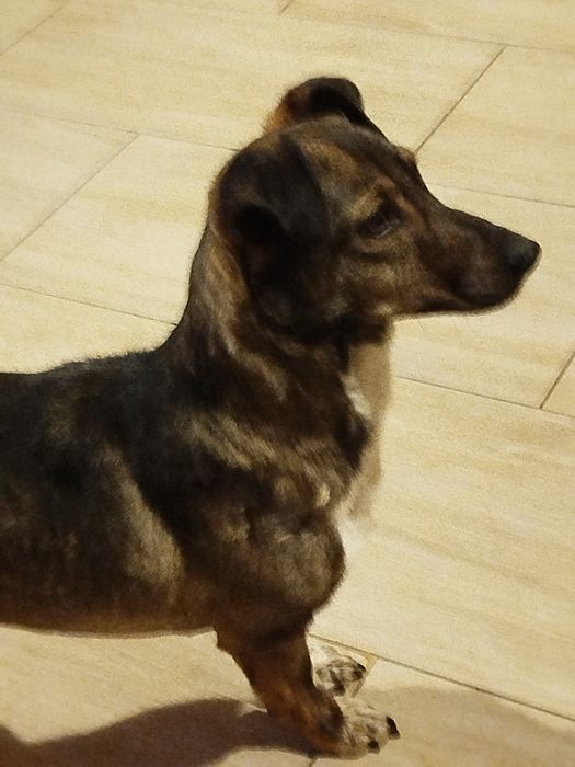 Liczi z Sobolewa Liczebna potrzebuje domu