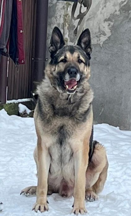 Східноєвропейська вівчарка , хлопчик 5 місяців