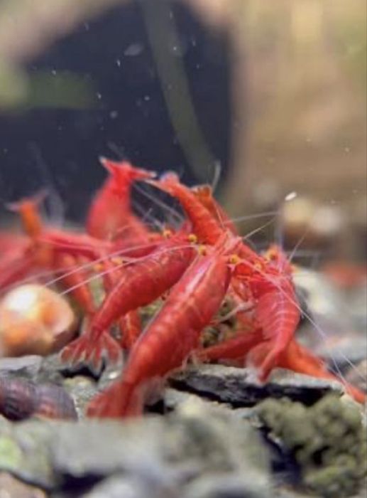 Red Fire Orange Eyes (OE) – Neocaridina selecionados