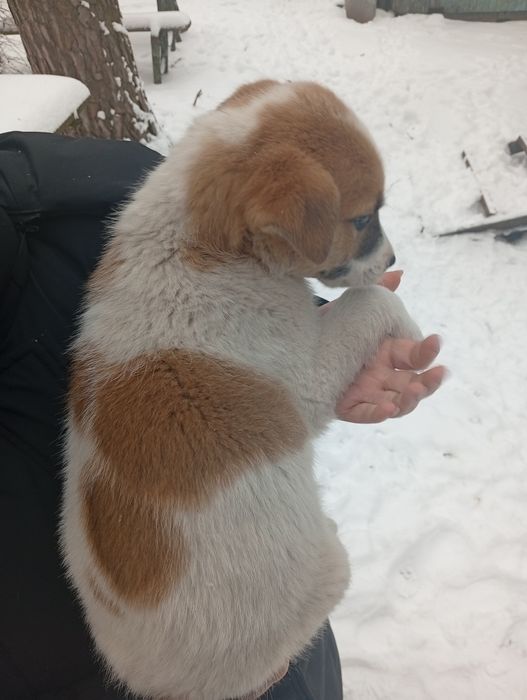 Віддамо цуценят в хороші руки.
