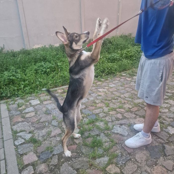 Fado 8 miesięcy do adopcji