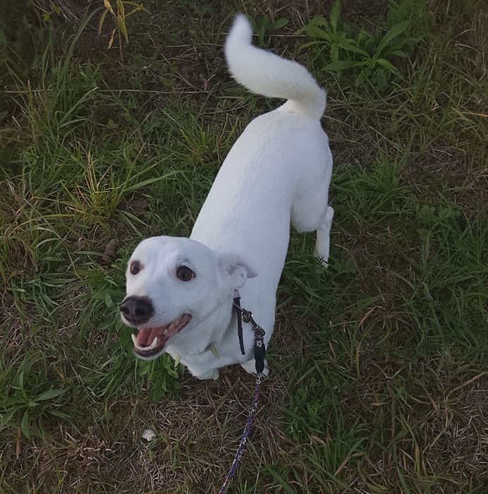 Oddam pieska w dobre ręce