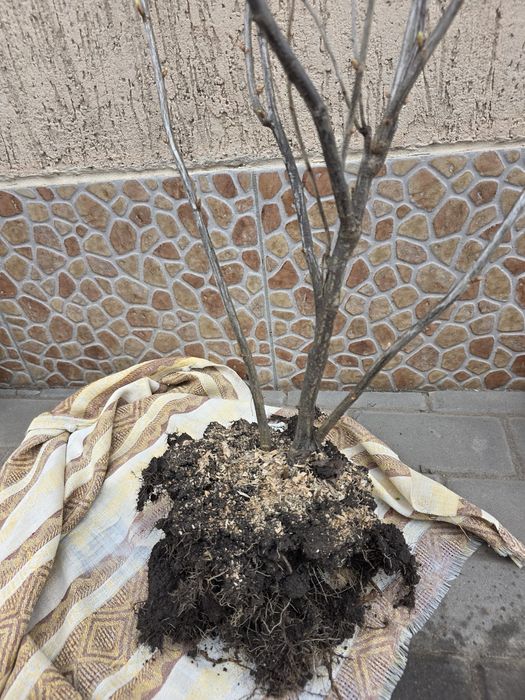 Кущі смородини сорту Чорний Бумер