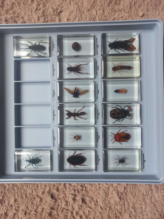 Owady w żywicy 16szt