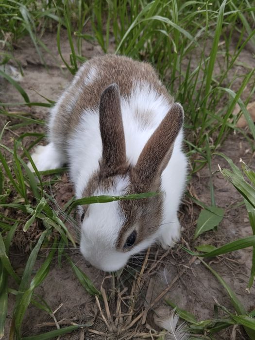 Króliki miniaturki krótkowłose