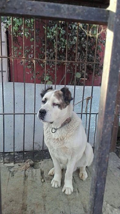 Пропоную вам алабая на вязку