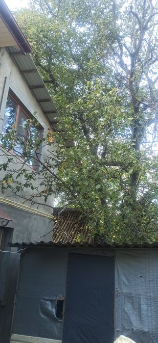 безкоштовно дерево горіха на дрова. самоскид самовивіз.