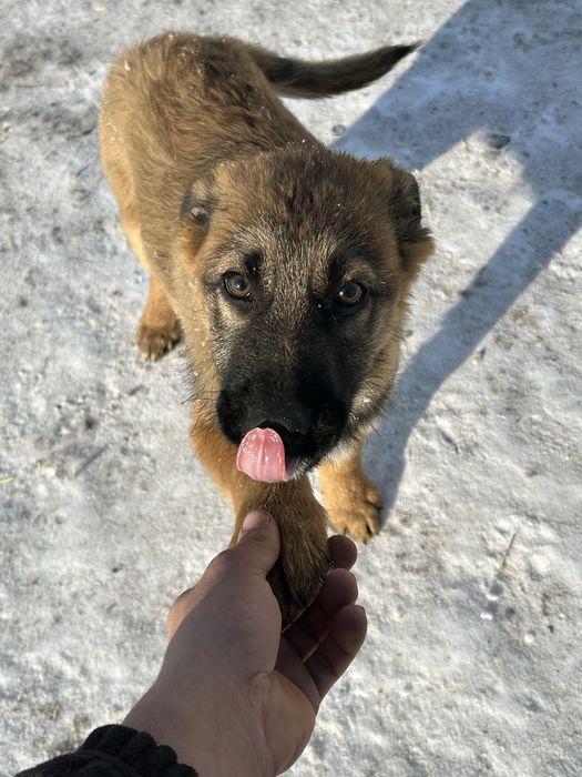 Продам собаку породи (Овчарка)