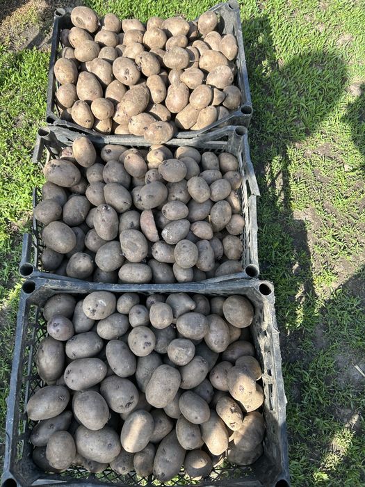 Продам картошку! Синя!