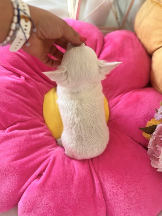 Śliczny malutki piesek bialy dlugowlosy chichiahua