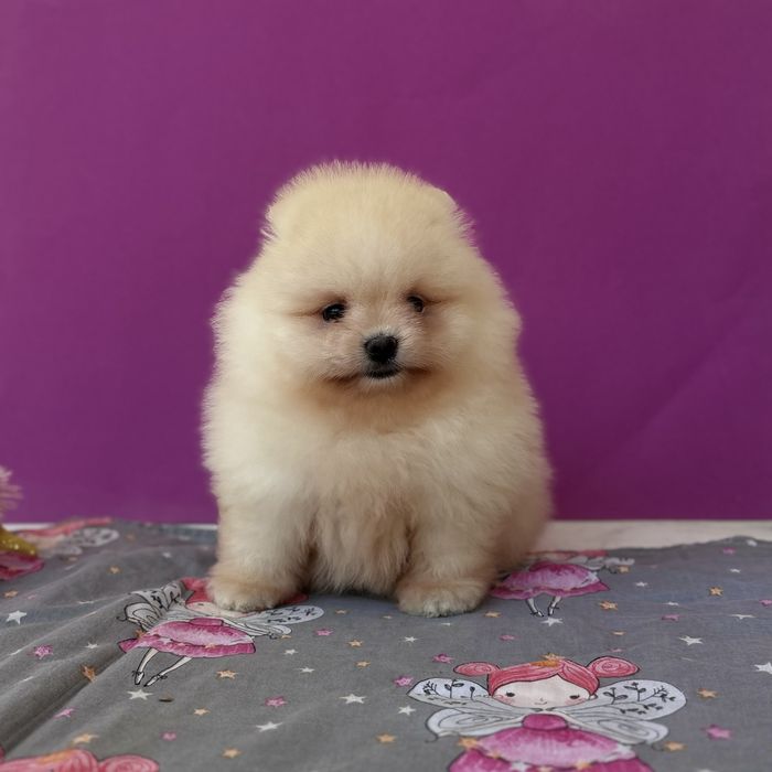 чудовий ведмедик шоу классу