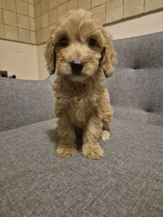 Cockapoo suczkaa