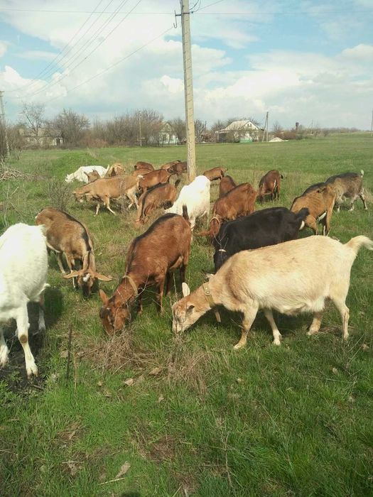 Альпійське козяче молоко